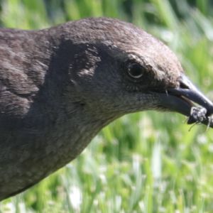 Forgive You photo of starling eating a bug.