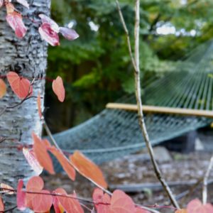 Hammock suspended from tree in background, with red leaves in foreground.