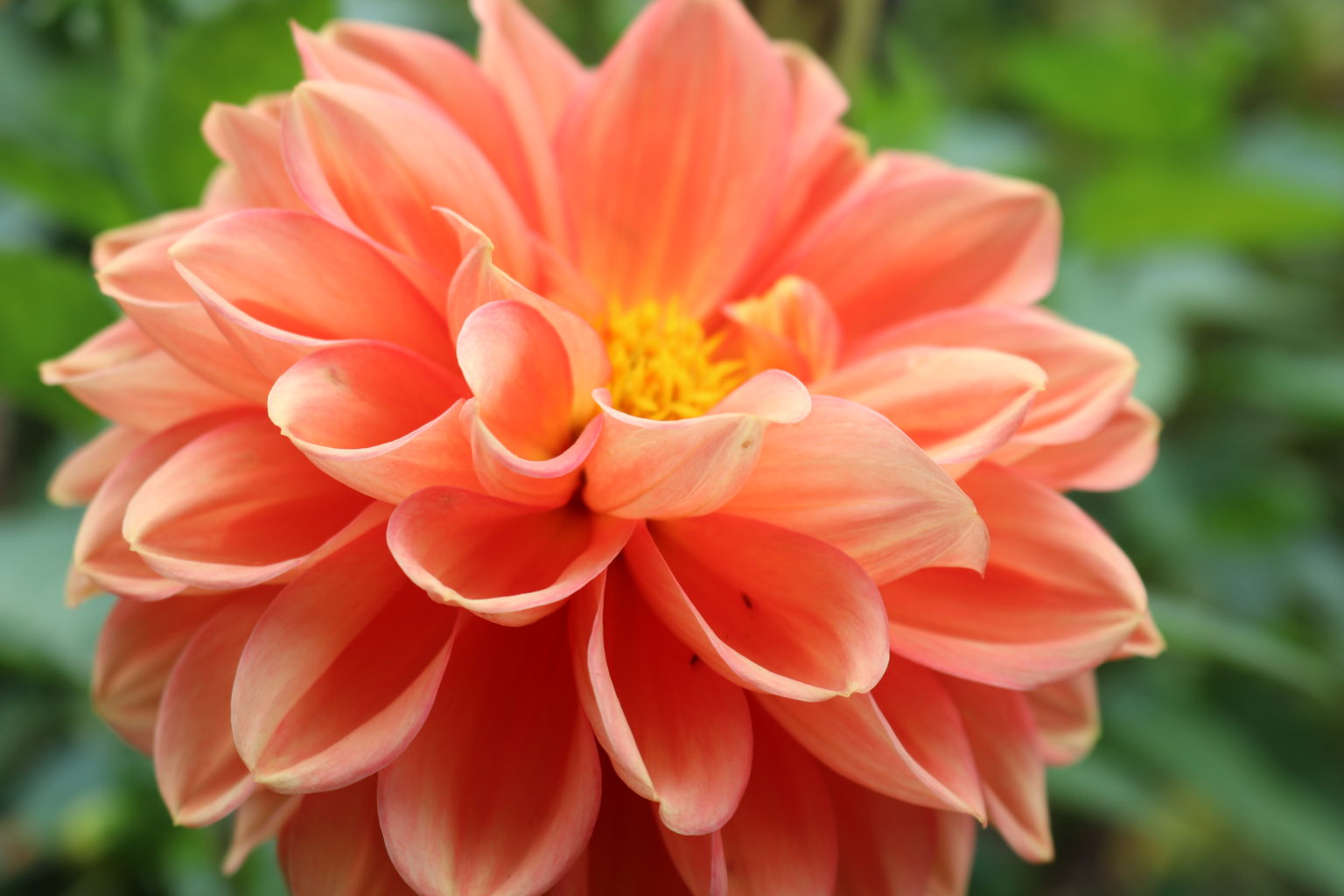Peach dahlia