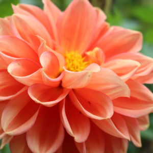 Peach dahlia