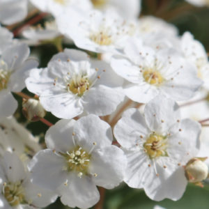 White flowers as picture for post, "Gratitude".