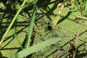 Close up of Swamp scum