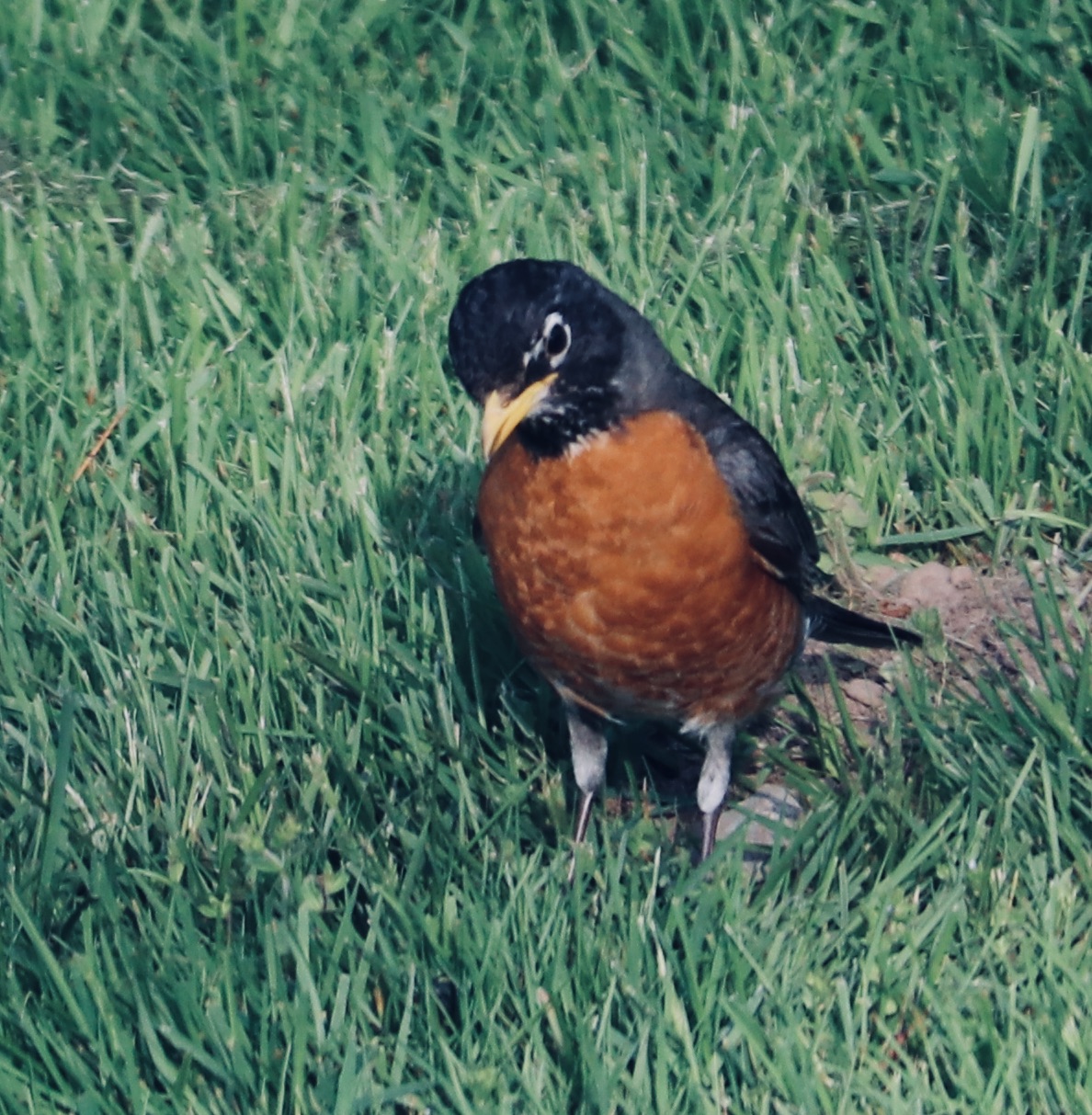 Robin cocking her head, listening for worms.