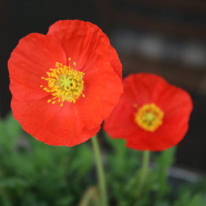 Pretty poppy