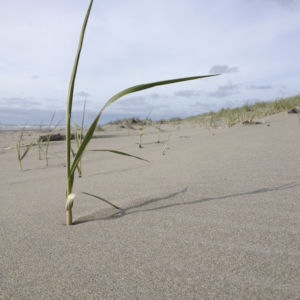 Lone seagrass frond sticking out of sand.