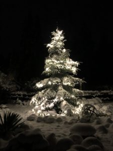 Christmas Tree lit up in the snow