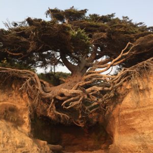 Large Tree at Pacific Ocean Coast that has roots exposed.