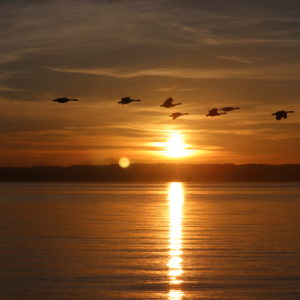 Sunrise over the Puget Sound with flock of geese.