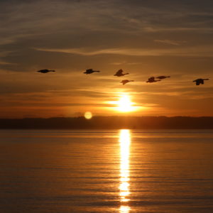 Sunrise over the Puget Sound with flock of geese.
