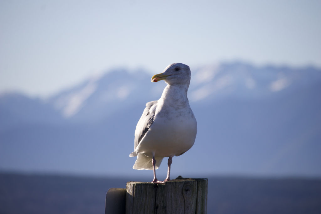 Seagull on a post against the mountains