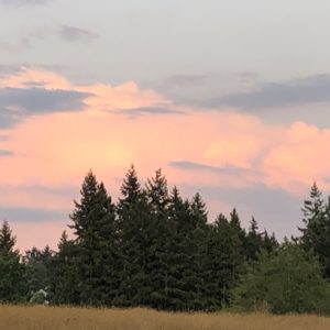 pink clouds over evergreen trees