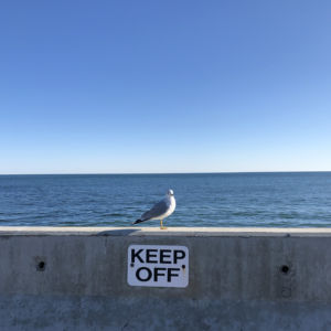 Seagull sitting boldly on a Keep Off sign