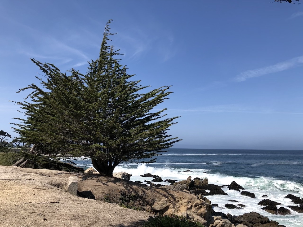 california tree and beach