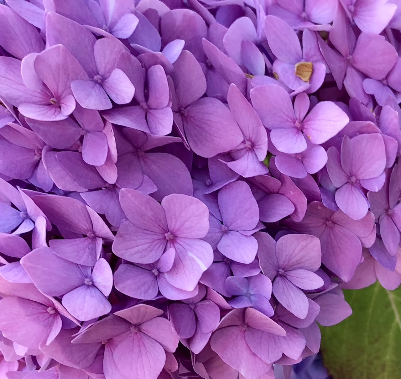 Hydrangea close-up, pink and purple.